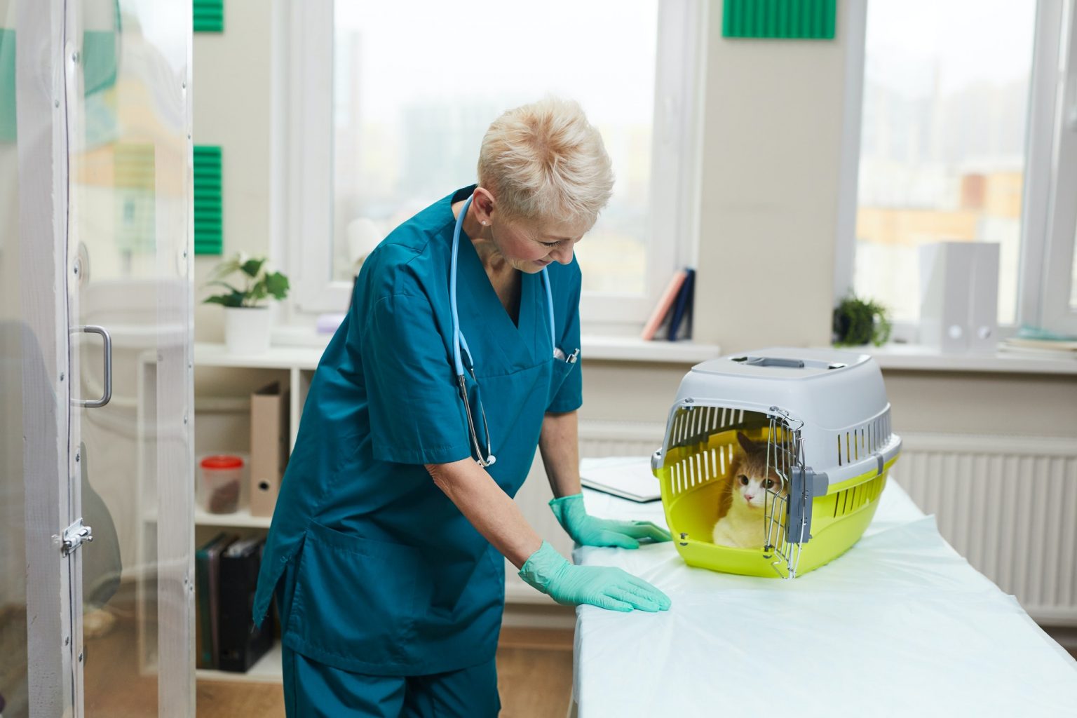 Does Walmart offer pet insurance? (Price Table &amp; Coverage